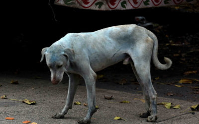 What’s Making These Dogs In Mumbai Turn Blue? NPR Goats and Soda